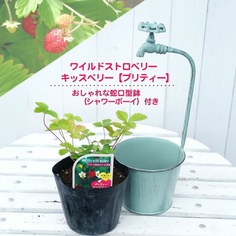 ワイルドストロベリー キッスベリー プリティー シャワーボーイ 水色 付き ハーブ 苗