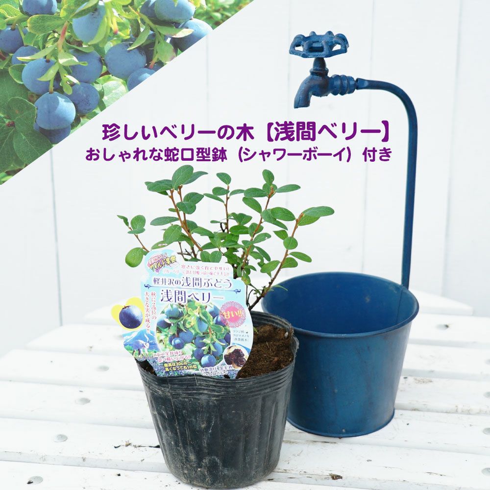 ラズベリー ブラックベリー マルベリー ジューンベリーの苗木一覧 苗木部 By 花ひろばオンライン本店