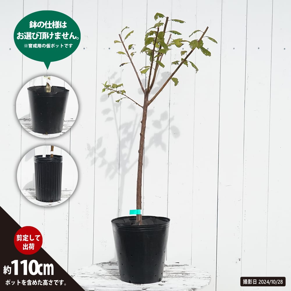 プラム スモモ プルーン シュガー 苗 鉢植え 苗木部 By 花ひろばオンライン