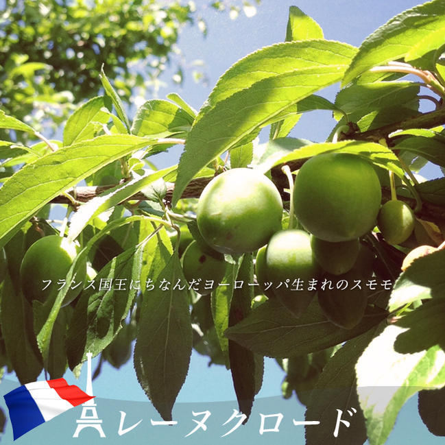 プラム スモモ 秋姫 苗 通販 苗木部 By 花ひろばオンライン