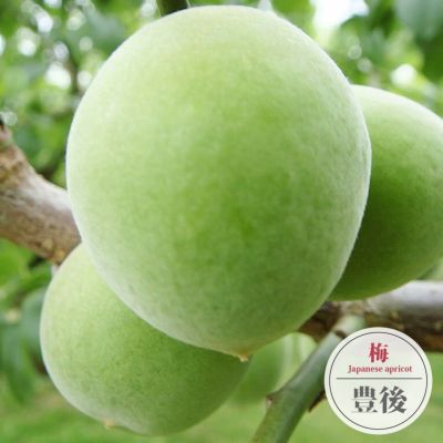 梅　豊後　苗　結実実績有 梅 豊後 苗 結実実績有 000000063025-03-l.jpg?t=