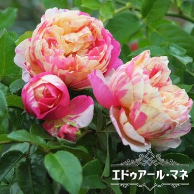 バラ ストロベリーアイス Fl フロリバンダ 苗 通販 苗木部 By 花ひろばオンライン バラ ストロベリーアイス Fl フロリバンダ 苗 通販 苗木部 By 花ひろばオンライン