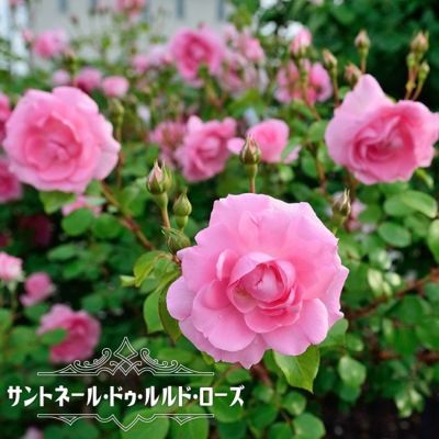 花色で選ぶつる性バラ ピンク系つるバラのバラ苗通販 苗木部 By 花ひろばオンライン