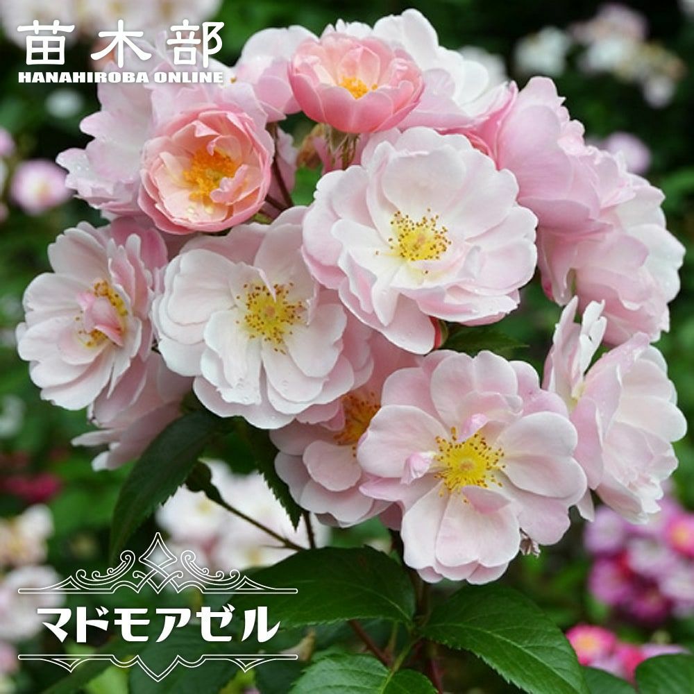 000000063093-01-l.jpg?t=