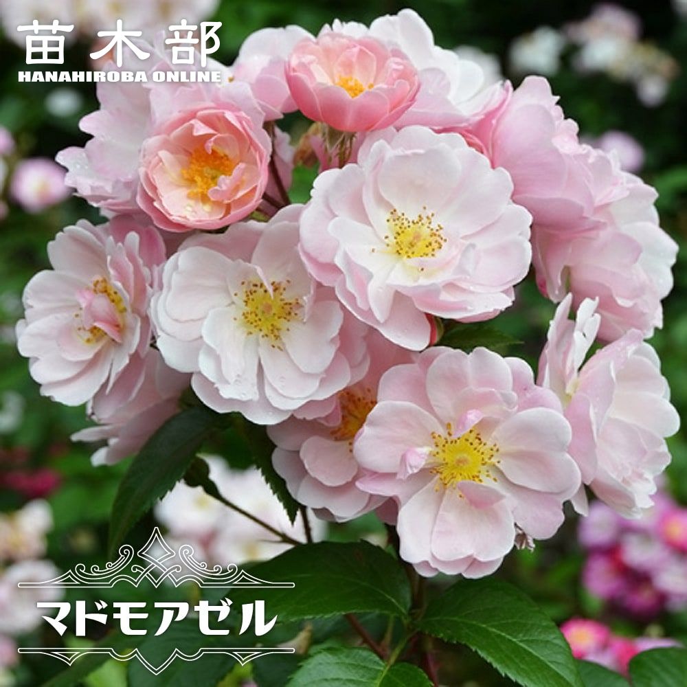 四季咲き 苗木部 本店 By 花ひろばオンライン