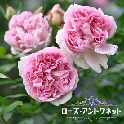バラ ダフネ Fl フロリバンダ 苗 販売 苗木部 By 花ひろばオンライン