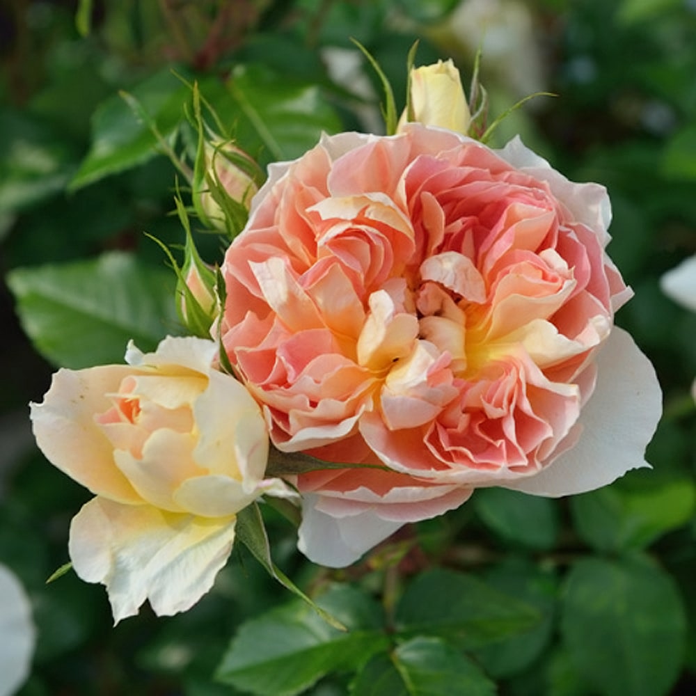 大きなひょうたんランプ♡ドイリーレース 薔薇 ♡シェイドのみ♡訳あり 