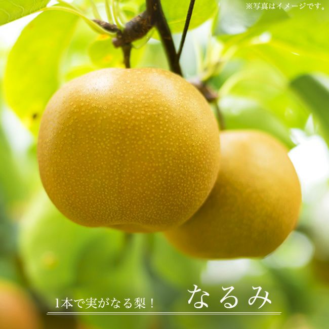 一本で実る！梨　なるみ苗木　山葡萄苗木 なるみ】 1年生接木苗 ナシ ※納期指定：発送予定2025年12