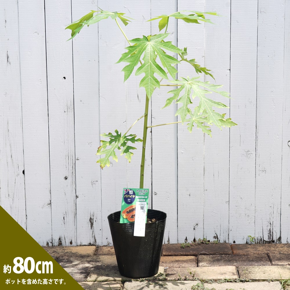 パパイヤ 苗 昊青 コウセイ ポット苗 青パパイヤ パパイヤの木 熱帯植物 トロピカルフルーツ 常緑 苗木 果樹 果樹苗 爆買い