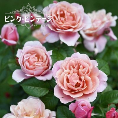 公式 苗木部 By 花ひろばオンライン 本店 公式 苗木部 By 花ひろばオンライン 本店