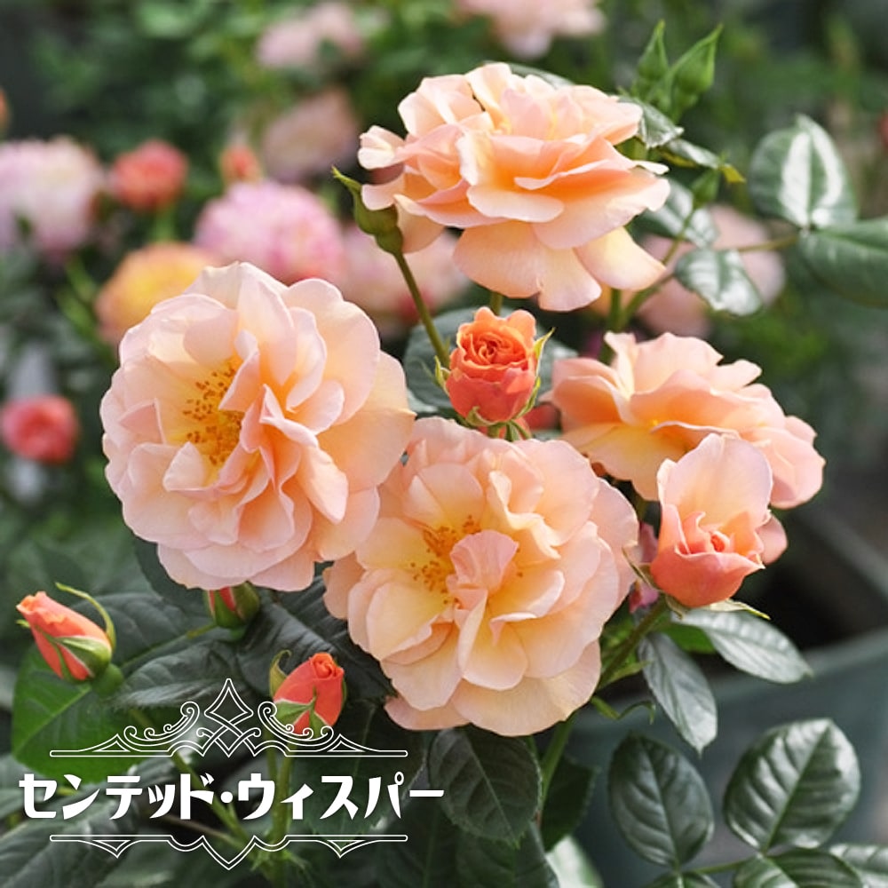 バラ アプリコット キャンディ Ht ハイブリッドティー 苗 販売 苗木部