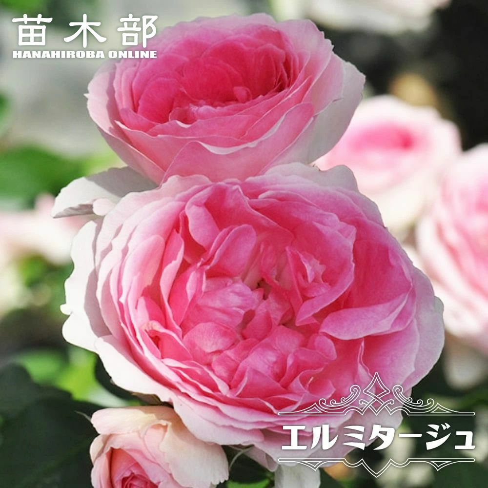 バラ エマ FL フロリバンダ 苗 販売 苗木部 By 花ひろばオンライン