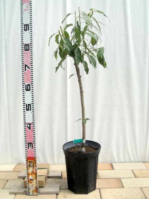 000000063450-03-l.jpg?t=