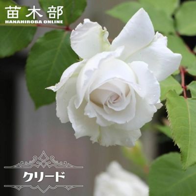 バラ 羽衣 苗 販売 苗木部 By 花ひろばオンライン