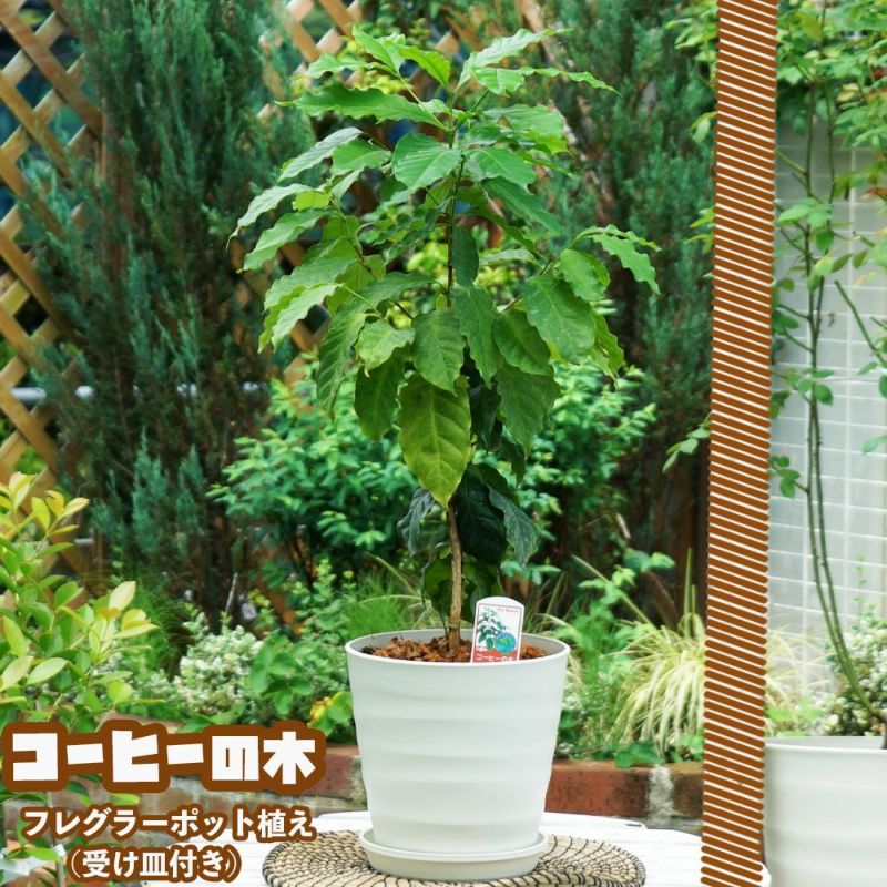 観葉植物に！【コーヒーの木】 フレグラーポット大苗 鉢植え 受け皿付き 贈り物 | 苗木部 本店 By 花ひろばオンライン