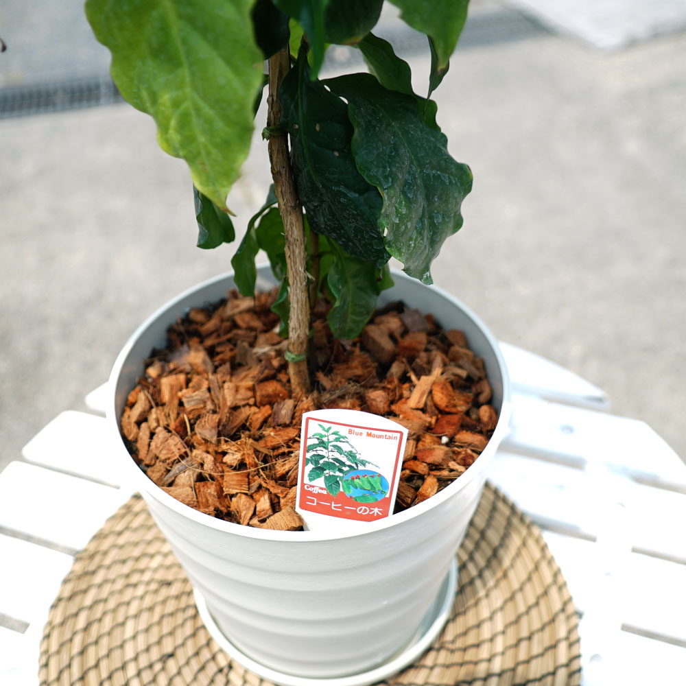 観葉植物に！【コーヒーの木】 フレグラーポット大苗 鉢植え 受け皿  