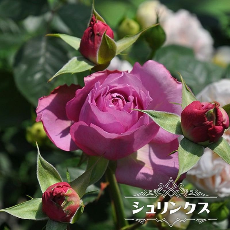 薔薇の花は薄紅く咲く 全16巻セット 71AqdsS9H1L._UF350,350_QL80_.jpg