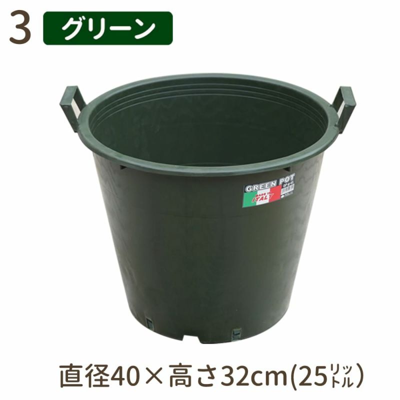 2024実生苗セットo 4センチポット