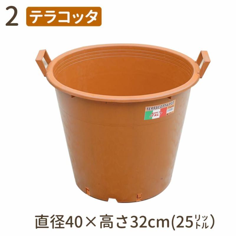2024実生苗セットo 4センチポット