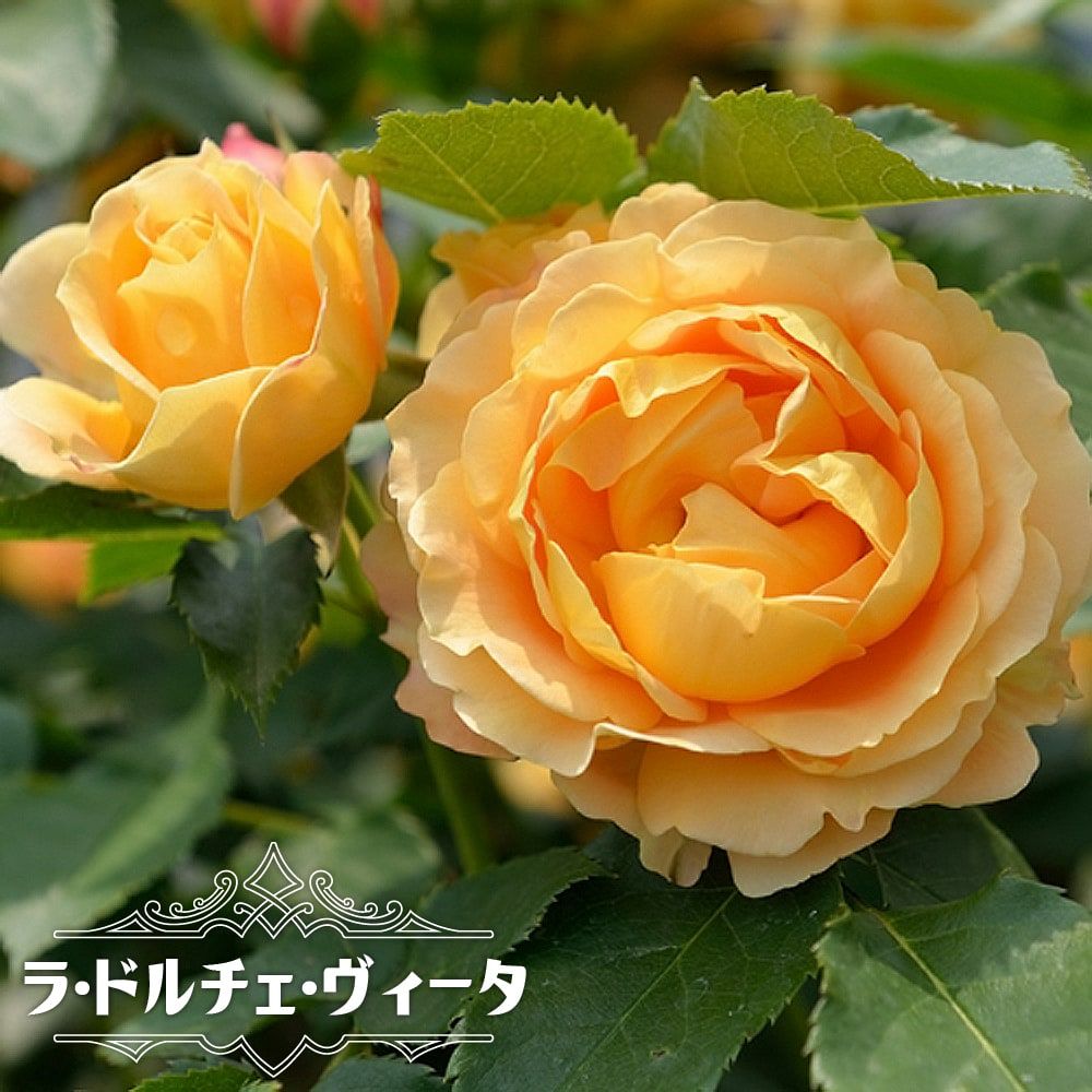 000000063747-01-l.jpg?t=