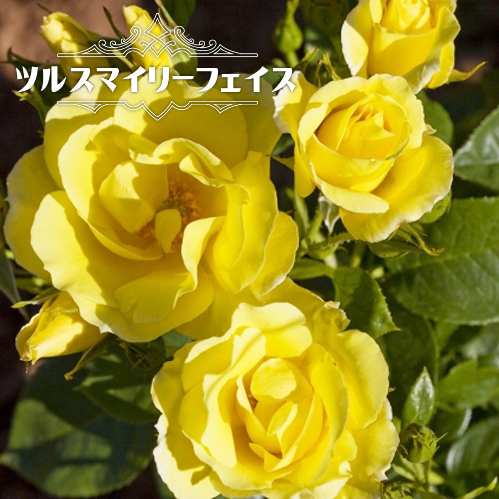 ３個バラ売り（写真全部の金額ではありません） 000000063912-01-l.jpg?t=