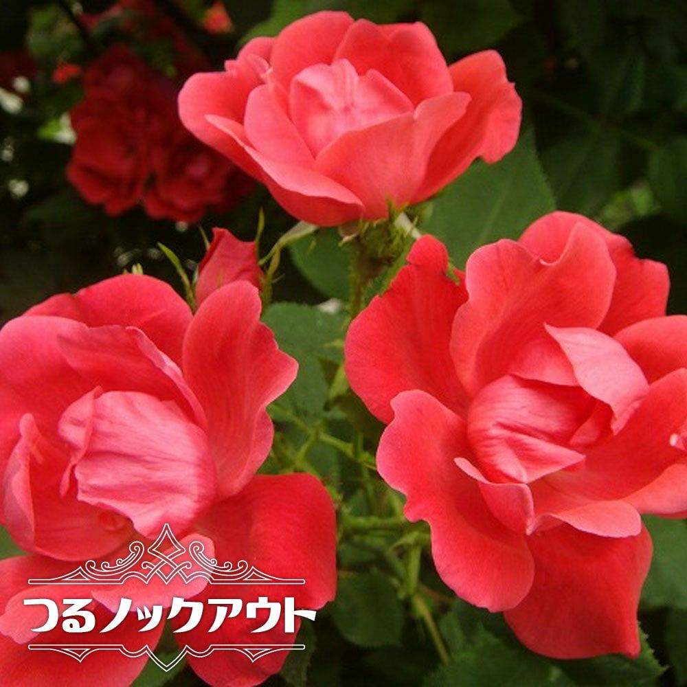 000000063913-01-l.jpg?t=