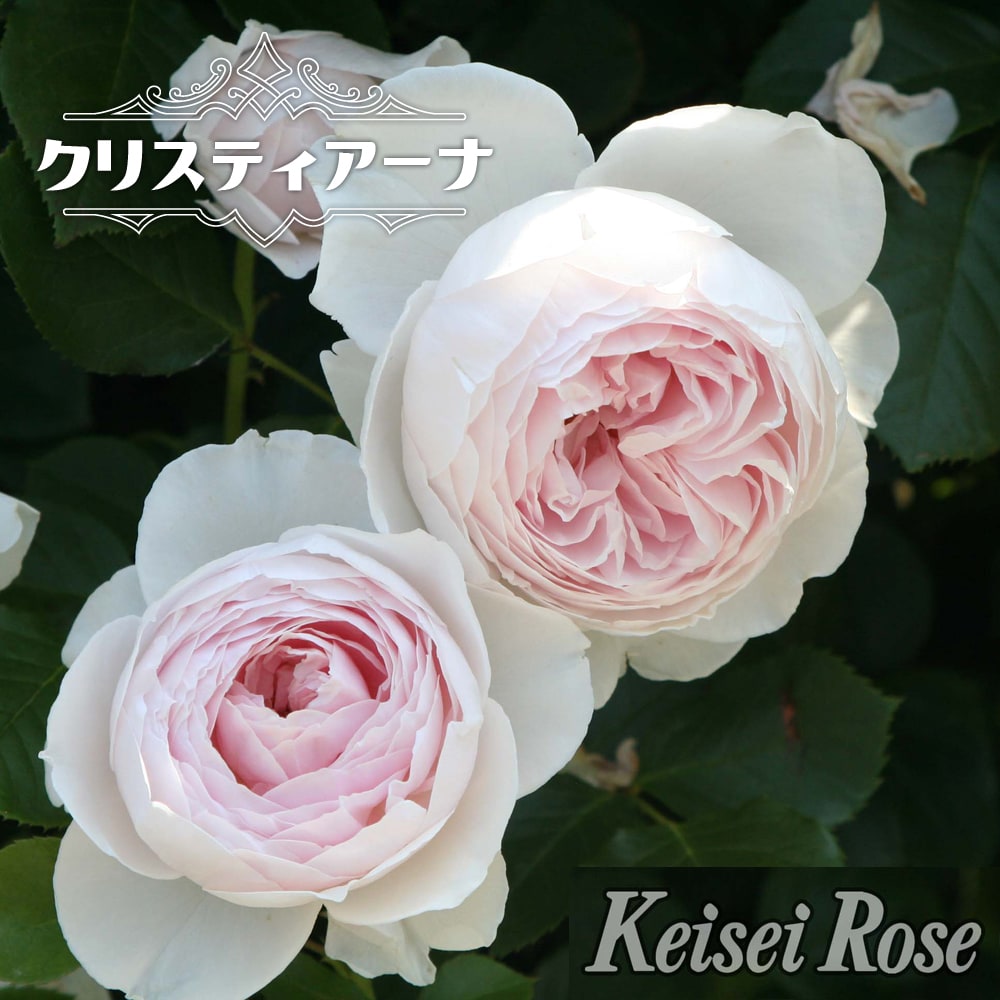 000000063915-01-l.jpg?t=