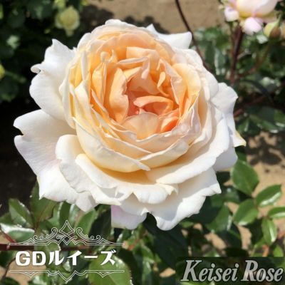 四季薔薇 フリューテ 挿し木苗 いがらっぽい