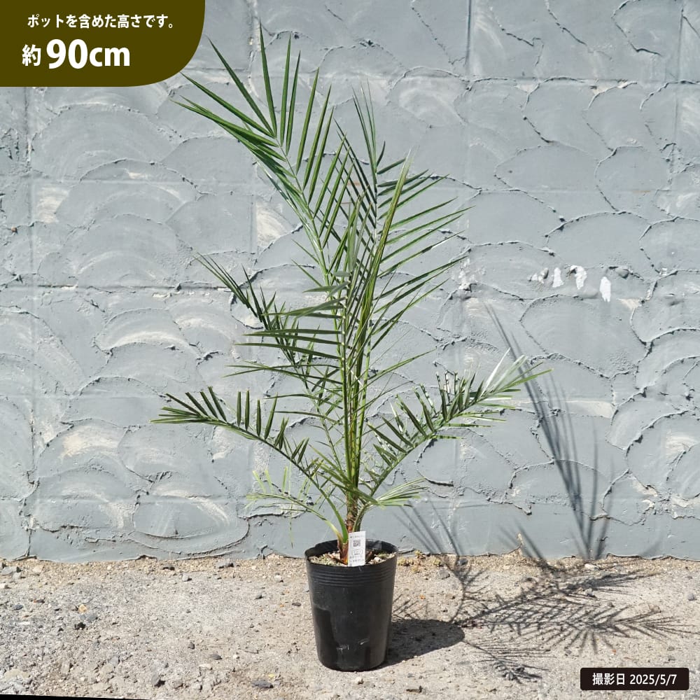 000000064200-01-l.jpg?t=  