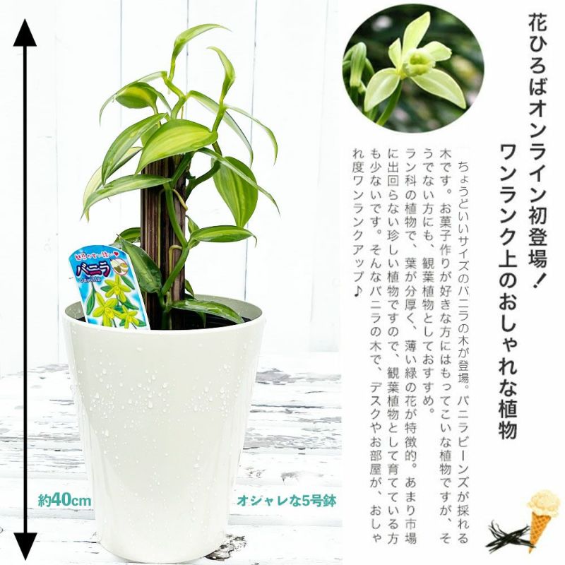 バニラ　斑入り　バニラビーンズ　苗　2 バニラ 斑入り バニラビーンズ 苗 2 バニラ 斑入り バニラビーンズ 苗