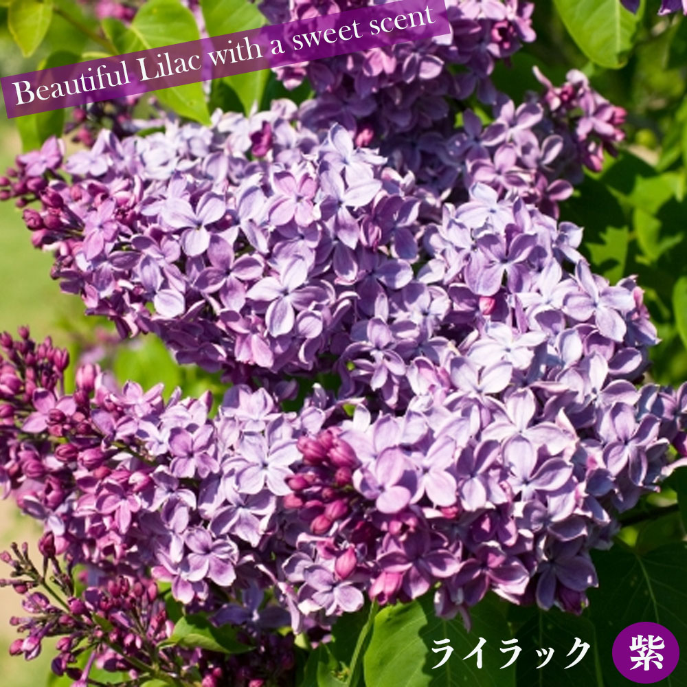ライラック苗 1ポット （ライラック 紫花 ルートプラスポット入り 