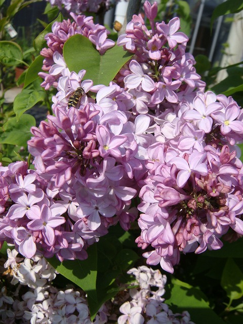 ライラック 紫花 ルートプラスポット入り /174 問い合せ