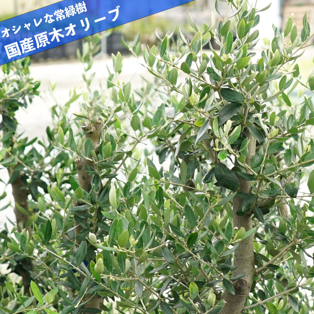 送料無料 オリーブの木 世界のオリーブ5種セット 3 5号ポット苗 庭木 常緑樹 オリーブ 苗 苗木 苗木部 本店 By 花ひろばオンライン
