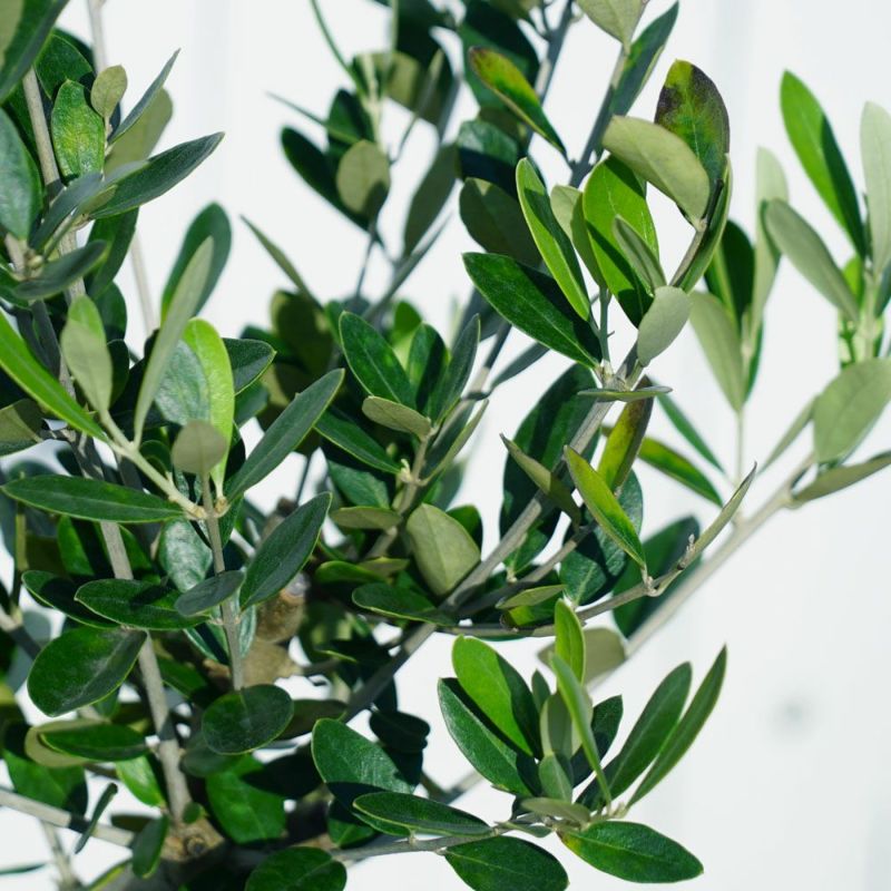 国産 オリーブ原木】 オリーブの木 大苗 シンボルツリー 【大型宅配便