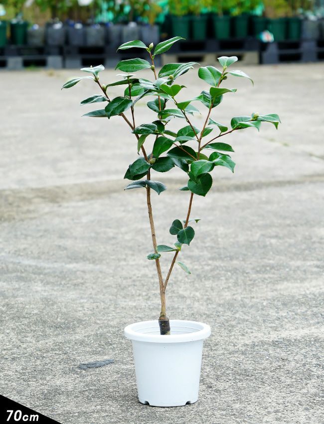 000000065636-04-l.jpg?t=