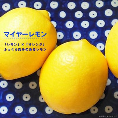 柑橘 レモン マイヤーレモンの通販 苗木部 By 花ひろばオンライン
