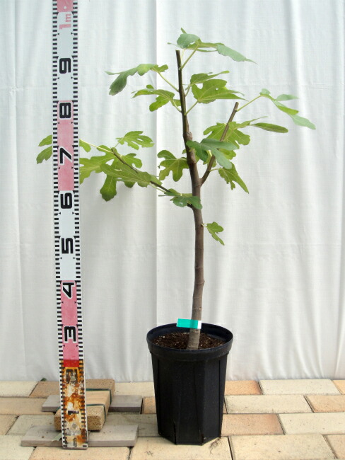 いちじく セレスト シュガー 剪定枝 挿し木 観葉植物