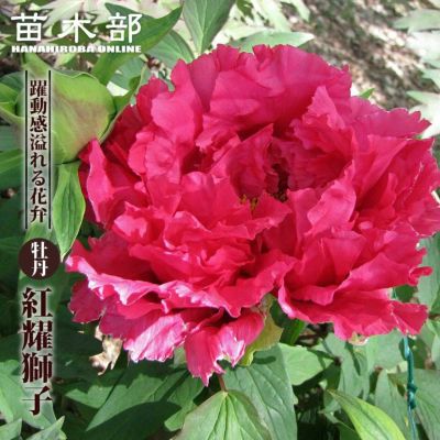 金武翠輝　紅白牡丹 000000066535-01-m.jpg?t=