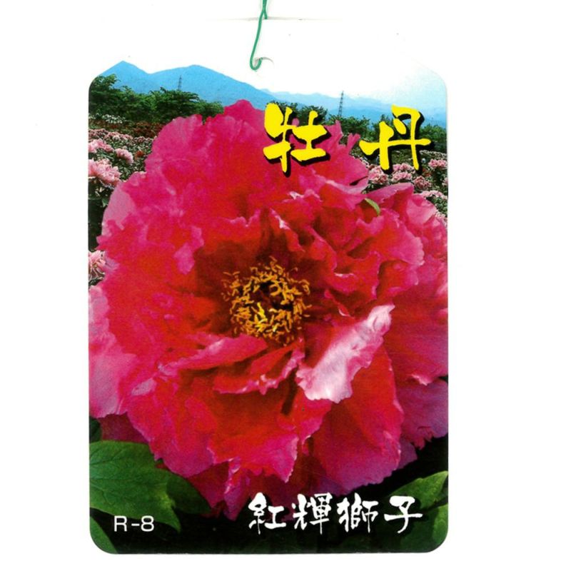 牡丹 紅輝獅子の通販 苗木部 By 花ひろばオンライン