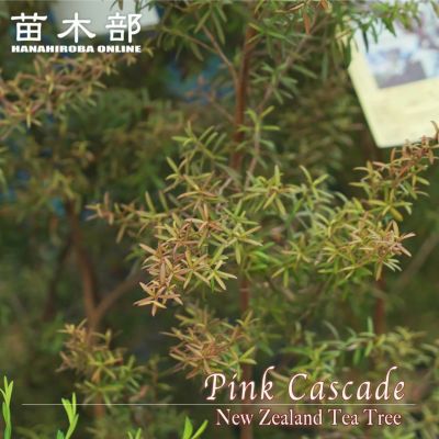 レプトスペルマム カッパーグロウ 苗 販売 苗木部 By 花ひろばオンライン