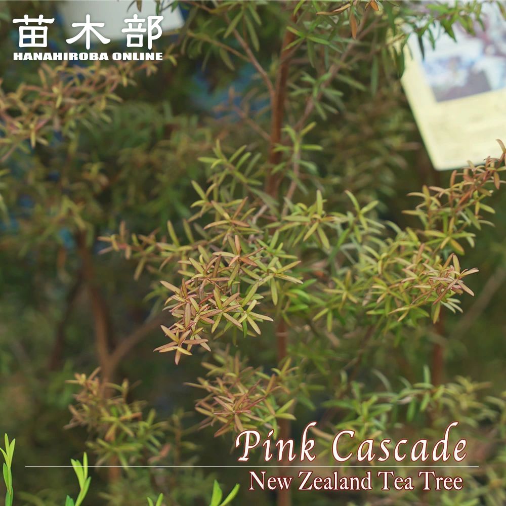 ラベンダーティーツリー メラレウカ ティーツリー 低木 庭木 常緑樹 ラベンダーティーツリー メラレウカ ティーツリー 低木 庭木 常緑樹