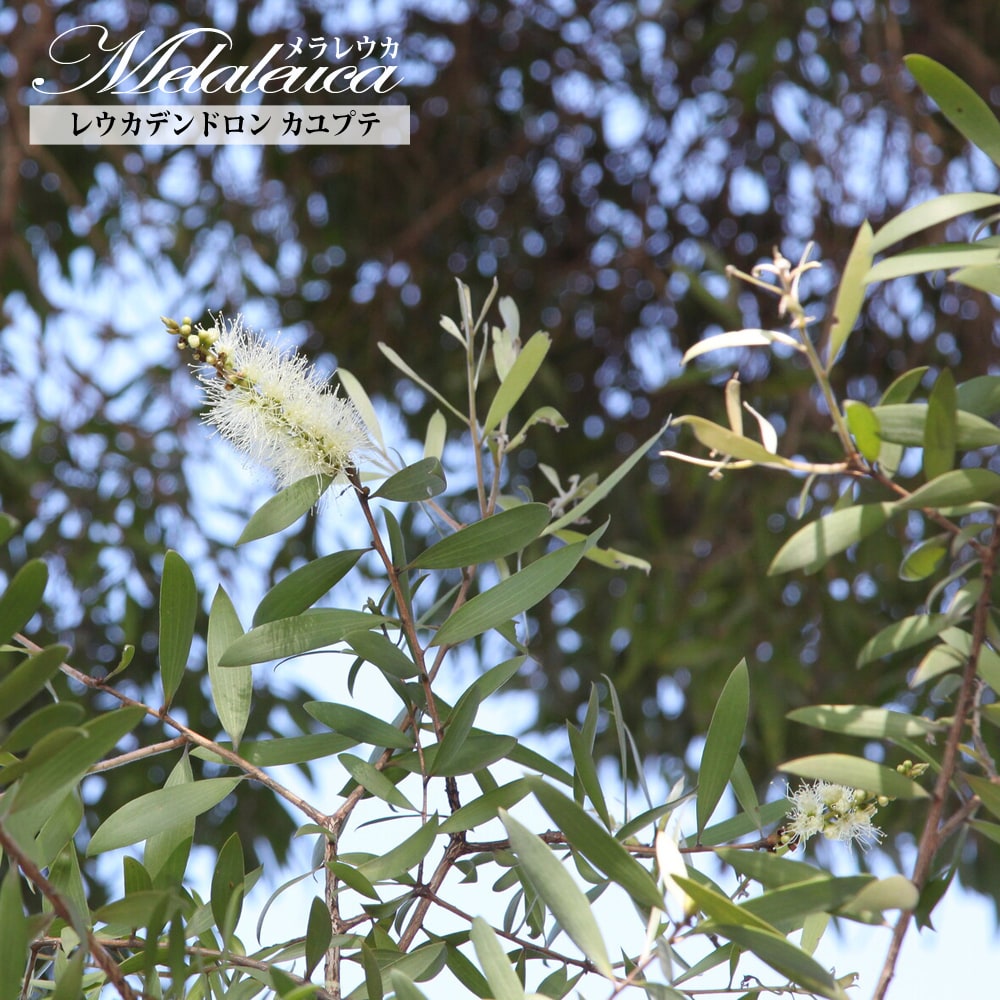 メラレウカ ブラックティーツリー 苗 販売 苗木部 By 花ひろばオンライン