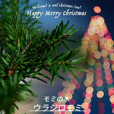 本物のクリスマスツリー もみの木 ウラジロモミ 根巻き苗 庭木 苗木