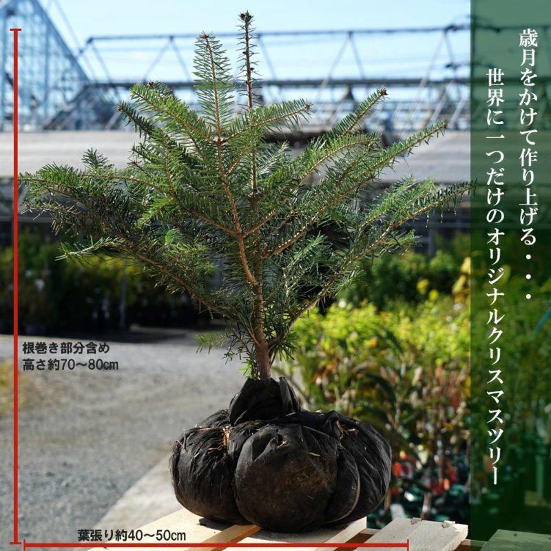 本物のクリスマスツリー もみの木 ウラジロモミ 根巻き苗 庭木 苗木