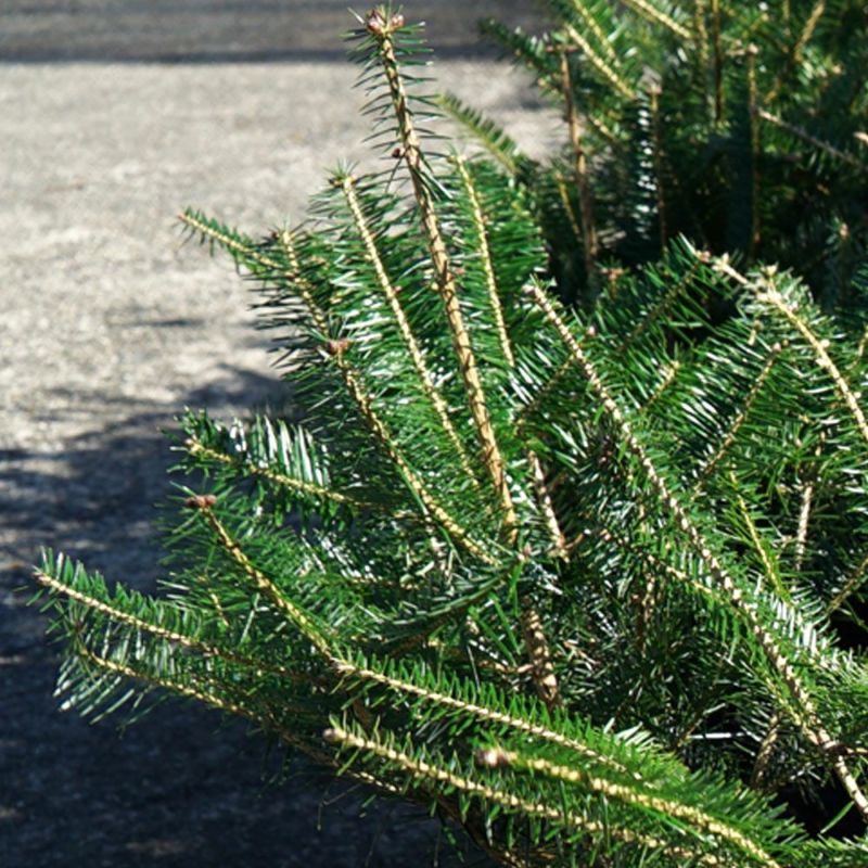 本物のクリスマスツリー もみの木 ウラジロモミ 根巻き苗 庭木 苗木