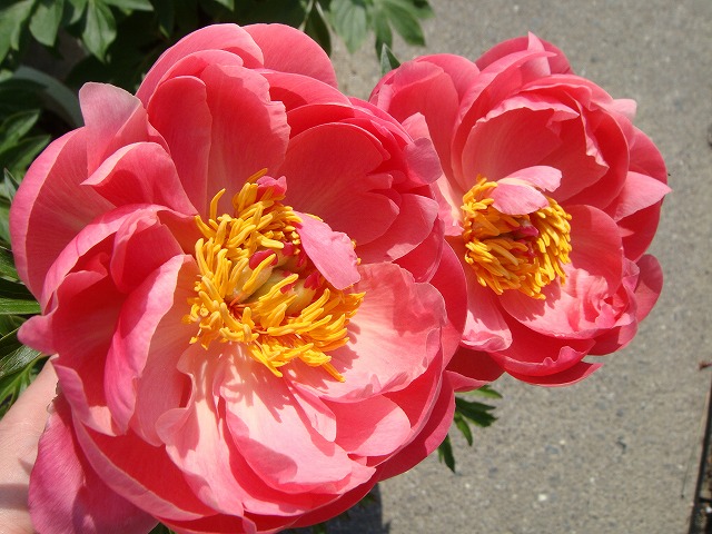 000000067050-01-l.jpg?t=