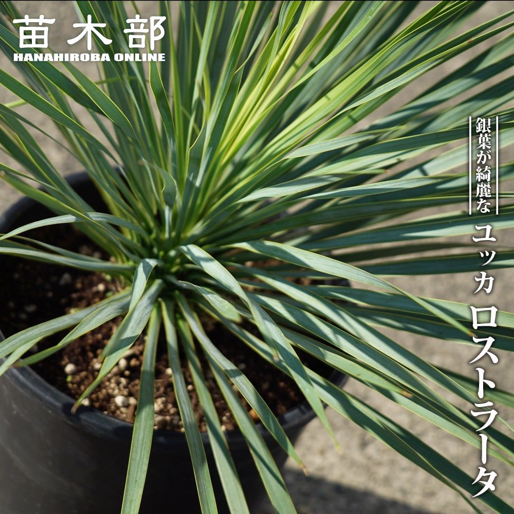 000000067289-01-l.jpg?t=  