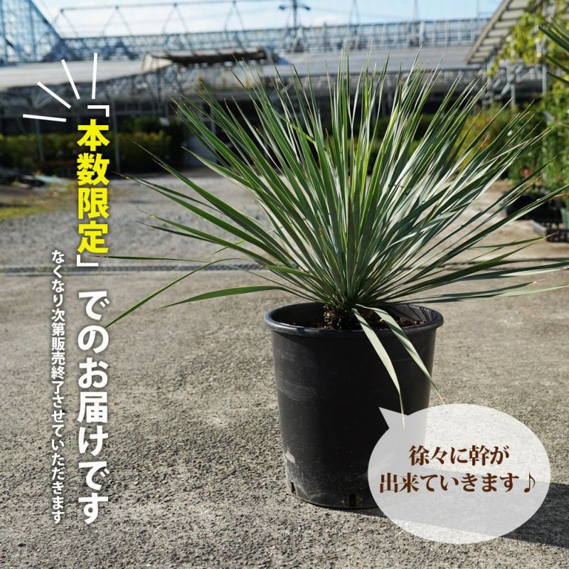 ユッカ ロストラータ 8号 鉢植え 川越市 引き取り限定 格安売切り - 観葉植物