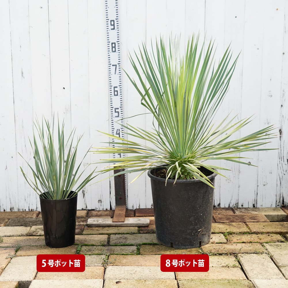 ④ ユッカ ロストラータ 8号最高等級極上品‼️ 締め付けれ
