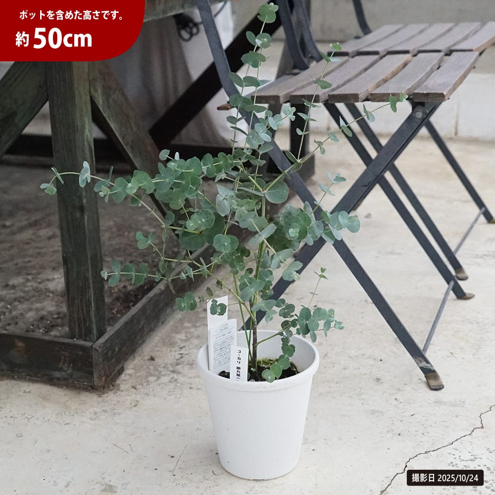 ユーカリ シネレアの通販 苗木部 By 花ひろばオンライン